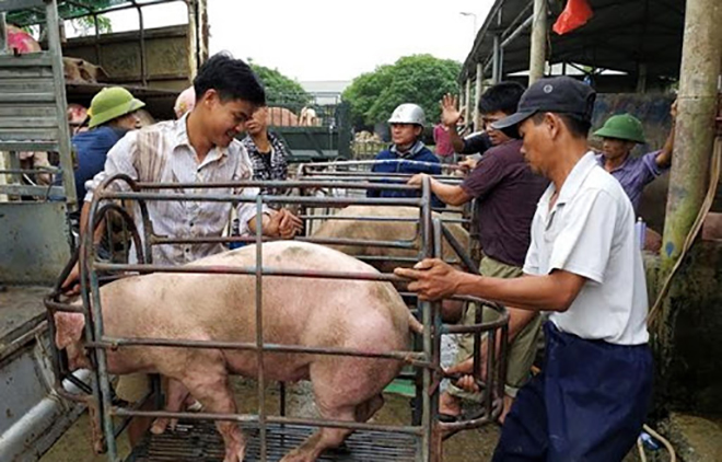 Giá lợn hơi hôm nay 13/6/2021: Bộ Nông Nghiệp dự báo giá lợn sẽ tăng trở lại? (Ảnh: Internet).